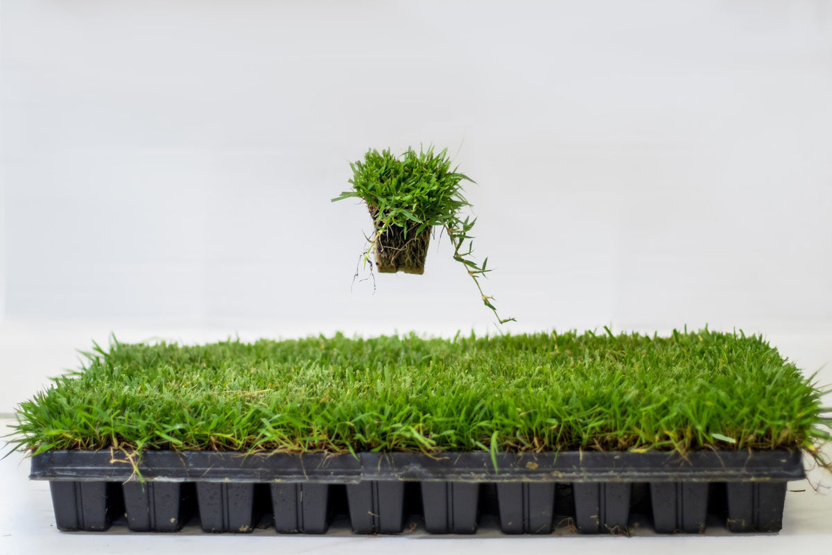 Zoysia Plugs - 100 Full Zoysia Grass Plugs