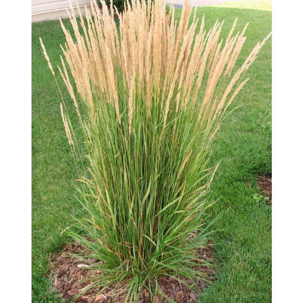 Online Orchards 1 gal. Avalanche Feather Reed Grass - Lovely Tall, Variegated Ornamental Grass Perfect for - Product image 1
